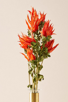 Preserved Indian Paintbrush Bouquet | Anthropologie