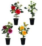 Assorted Potted Dahlia, 24-in