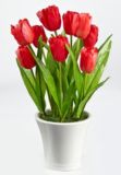 Assorted Potted Tulips, 12-in