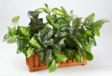 Assorted Ledge Pot Foliage