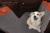 The Dog Whisperer with Cesar Millan Rear S...