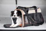 Wander Pet Carrier