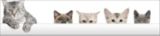 Cat Care Guide