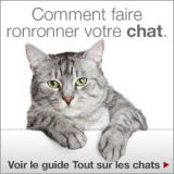 Comment faire ronronner votre chat. Voir le guide Tout sur les chats.