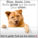Stop. Assis. Lire. Notre guide sur les soins pour chien. Voir le guide Tout sur les chiens.