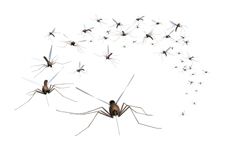 Mosquitoes