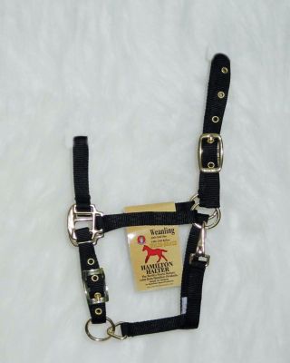 Hamilton Weanling Halter with Adjustable Chin and Snap Best Price