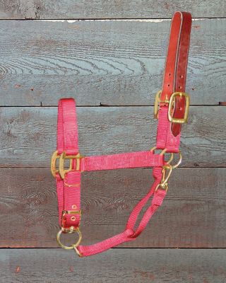 Hamilton Yearling Halter with Leather Crown Best Price