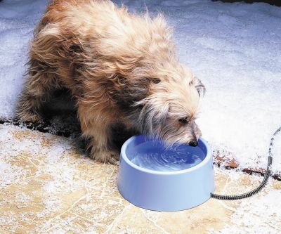 Allied Precision Inc. Plastic Heated Pet Bowl Best Price