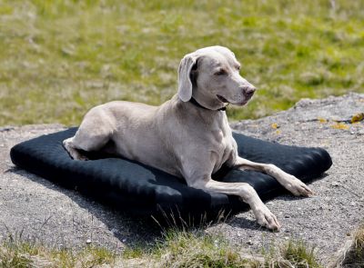 Back On Track Dog Bed Best Price
