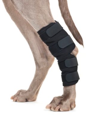 Back On Track Therapeutic Dog Hock Wraps Best Price
