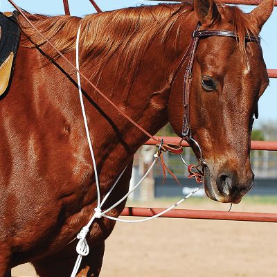 Cashel String Martingale Best Price