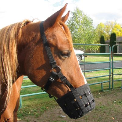 Cashel Grazing Muzzle Halter