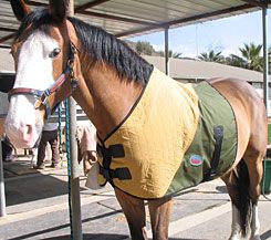CoolMedics Cooling Equine Half Horse Blanket Best Price