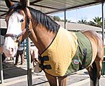 CoolMedics Cooling Equine Half Horse Blanket