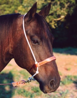 Martin Saddlery Leather Headset Tiedown Best Price