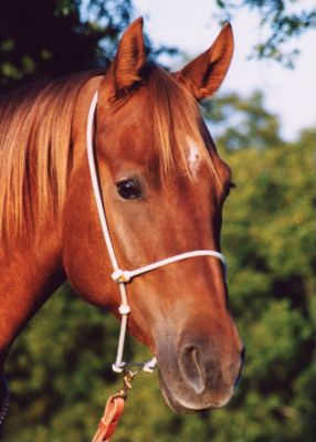 Martin Saddlery Rope Headset Tiedown Best Price