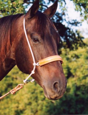 Martin Saddlery Double Rope/Leather Cover Headset Tiedown Best Price
