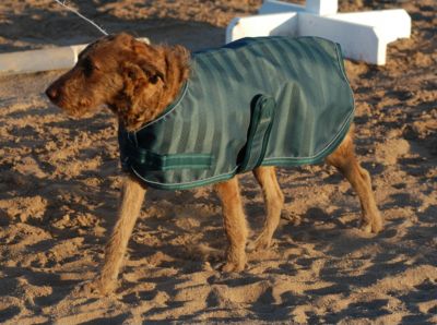 EO LW Waterproof Dog Rug Best Price