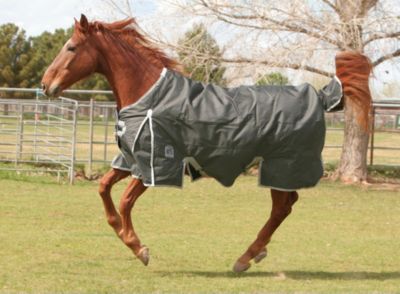 Eous Apollo Midweight Turnout Blanket