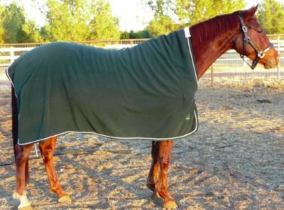 EOUS European High-Neck Cooler Best Price