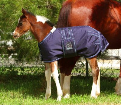 EOUS Heavy Weight Foal Rug Best Price