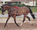 Pessoa Lunging System