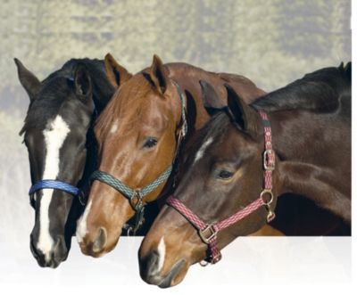 Equi-Star Breakaway Halter Best Price