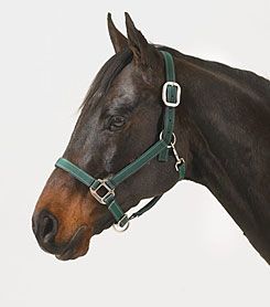 Centaur Fashion Halter