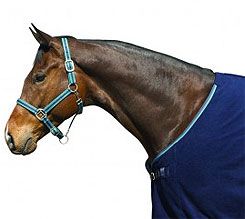 Centaur Superline Nylon Halter