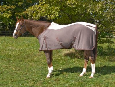 Centaur Got Flies? Wicked Fly Sheet Best Price