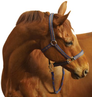 Centaur Breakaway Halter and Lead Rope Set Best Price