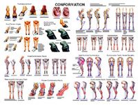 Conformation and Anatomy Chart by Susan Hakola