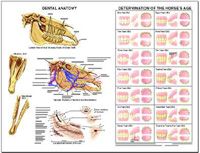 Dental Anatomy & Aging Chart by Susan Hakola