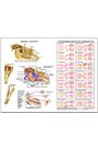 Dental Anatomy & Aging Chart by Susan Hakola