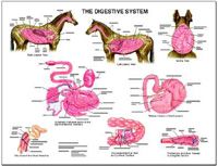 Digestive Tract Anatomy Chart by Susan Hakola