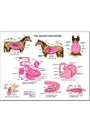 Digestive Tract Anatomy Chart by Susan Hakola