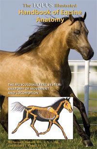 Equus Illustrated Handbook of Equine Anatomy by Ronald Riegle