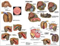 Foaling Wall Chart by Susan Hakola