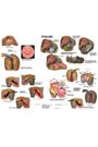 Foaling Wall Chart by Susan Hakola