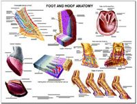 Foot and Hoof Anatomy Chart by Susan Hakola