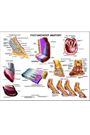 Foot and Hoof Anatomy Chart by Susan Hakola