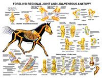 Forelimb Anatomy Chart by Susan Hakola