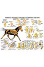 Forelimb Anatomy Chart by Susan Hakola