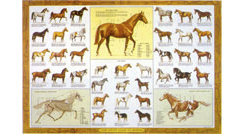 Guide To Horses Laminated Chart by Sam Savitt