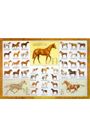Guide To Horses Laminated Chart by Sam Savitt