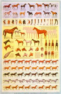 Horse Information Chart by Sam Savitt::