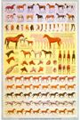 Horse Information Chart by Sam Savitt