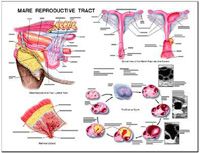Mare Reproductive Anatomy Chart by Susan Hakola