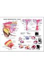 Mare Reproductive Anatomy Chart by Susan Hakola